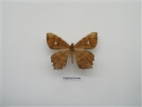 藏品(尺蛾213)的圖片